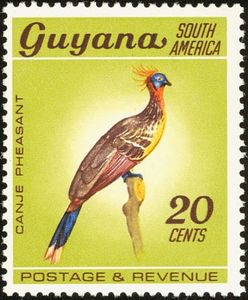 Canje Pheasant (Opisthocomus hoazin) (no watermark)
