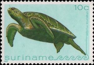 Green Sea Turtle (Chelonia mydas)