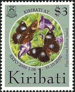 Great Eggfly (Hypolimnas bolina) - Male