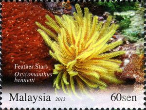 Bennett's Feather Star (Oxycomanthus bennetti)