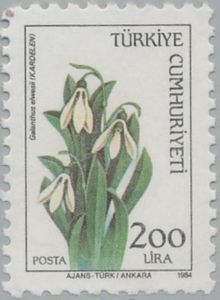 Snowdrop (Galanthus Elwesii)