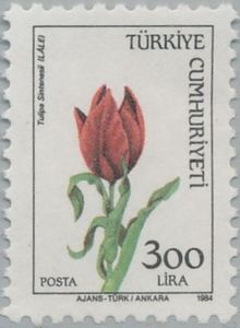 Tulip (Tulipa Sintenesii)