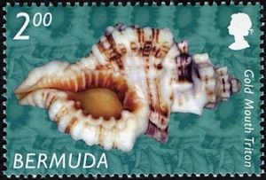 Gold Mouth Triton (Cymatium nicobaricum)