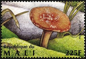 Panther Cap (Amanita pantherina)