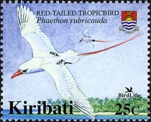 Red-tailed Tropicbird (Phaethon rubricauda)