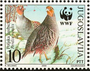 Gray Partridge (Perdix perdix)