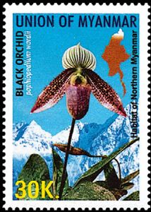 Ward's Paphiopedilum (Paphiopedilum wardii)