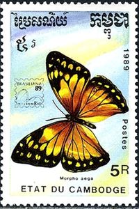 Aega Morpho (Morpho aega)