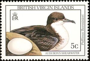 Audubon's Shearwater (Puffinus lherminieri)