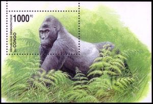 Eastern Lowland Gorilla (Gorilla gorilla graueri)