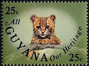 Ocelot (Leopardus pardalis)