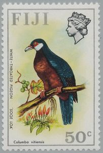 White-throated Pigeon (Columba vitiensis)