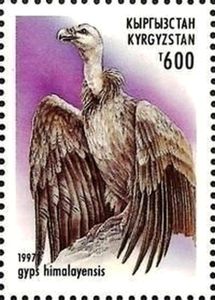 Himalayan-Vulture-Gyps-himalayensis.jpg