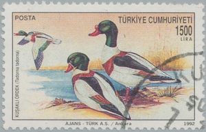 Common Shelduck (Tadorna tadorna)