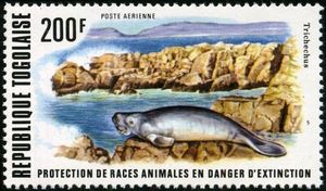 African Manatee (Trichechus senegalensis)