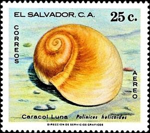 Moon Snail (Polinices helicoides)