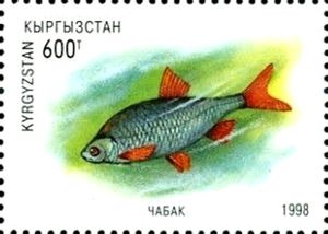 Issyk-Kul Dace (Leuciscus bergi)
