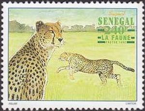 Cheetah (Acinonyx jubatus)