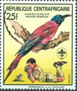 Northern Carmine Bee-eater (Merops nubicus)