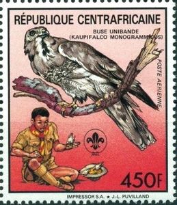 Lizard Buzzard (Kaupifalco monogrammicus)