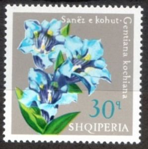 Stemless gentian (Gentiana kochiana)