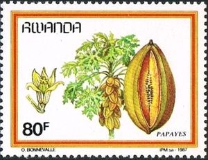 Papaya