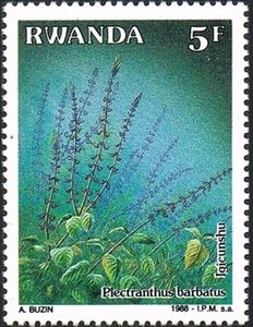 Plectranthus barbatus