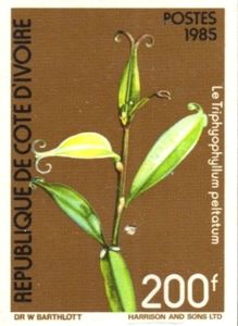 Stamp Triphyophyllum peltatum (Ivory Coast(Flowers 1985) MiCI 885F,Sn