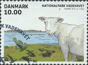 Texel Sheep (Ovis orientalis aries)