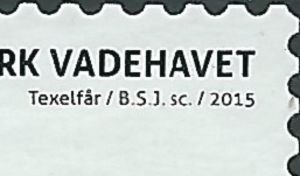 Texel Sheep (Ovis orientalis aries)