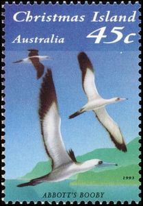 Abbott’s Booby (Papasula abbotti)