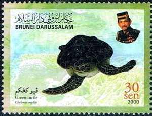 Green Sea Turtle (Chelonia mydas)