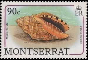 Music Volute (Voluta musica)