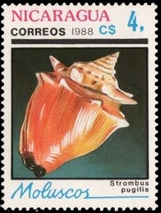 West Indian Fighting Conch (Strombus pugilis)