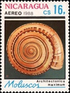 Giant Sundial (Architectonica maximum)