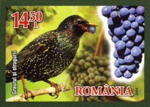 Starling (Sturnus vulgaris), Grapes