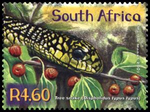 Boomslang (Dispholidus typus typus)