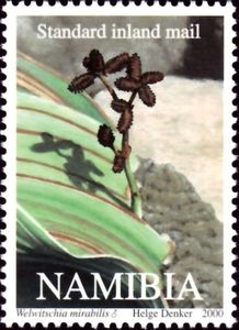 Welwitschia mirabilis