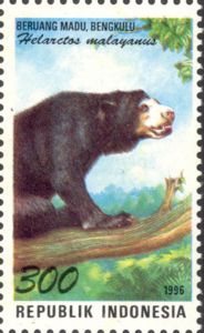 Sun Bear (Helarctos malayanus)