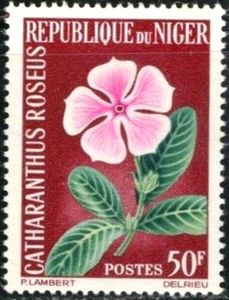 Catharanthus roseus