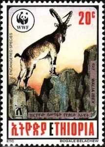Walia Ibex (Capra walie)