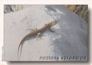 Common wall lizard (Podarcis muralis)