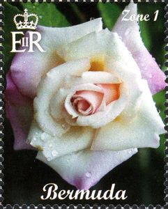 Pale Peach Pink Rose