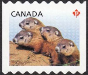 Woodchuck (Marmota monax)