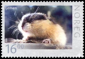 Norway Lemming (Lemmus lemmus)