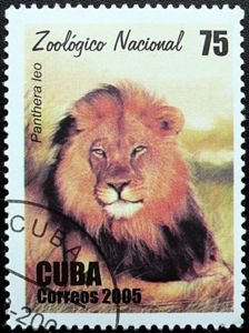 Lion (Panthera leo)
