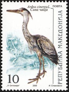 Grey Heron (Ardea cinerea)