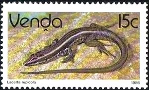 Soutpansberg Rock Lizard (Lacerta rupicola)