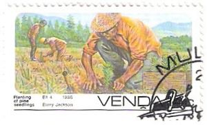 Forestry: Planting pine seedlings