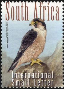Taita Falcon (Falco fasciinucha)
